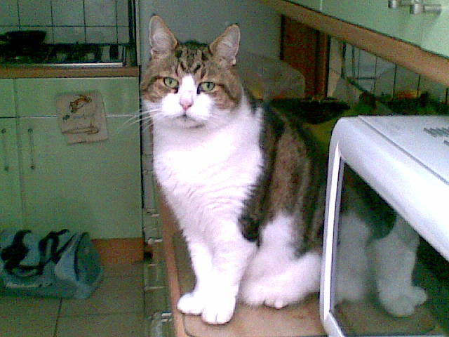 Beige sitting on worktop